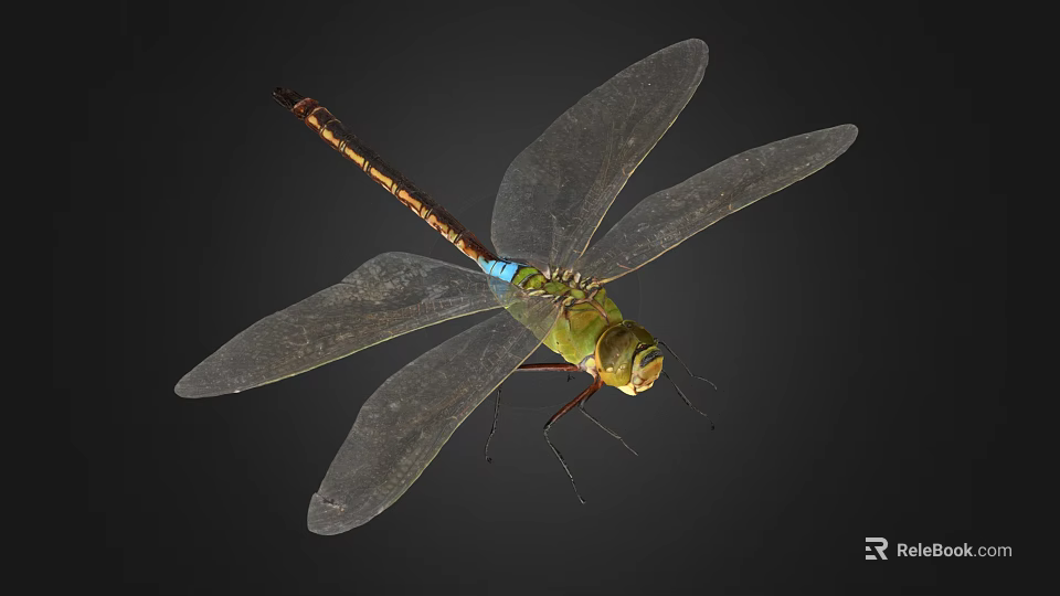 Flying Insect Green Dragonfly with Transparent Wings and Blue Abdomen Displayed on Dark Background 3d model 
