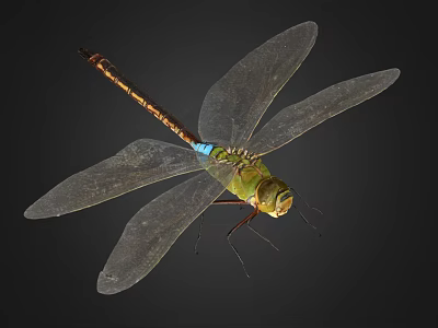 Flying Insect Green Dragonfly with Transparent Wings and Blue Abdomen Displayed on Dark Background 3d model