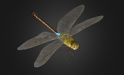 modern dragonfly 3d model