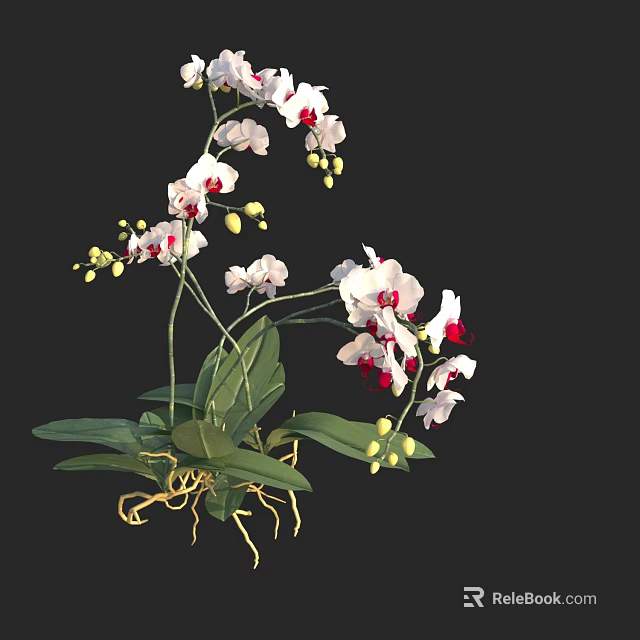 Beautiful White And Red Orchid Flowers With Green Leaves And Roots 3d model 