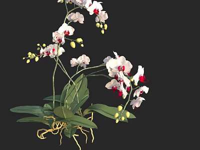 Beautiful White And Red Orchid Flowers With Green Leaves And Roots 3d model