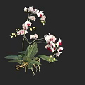 Beautiful White And Red Orchid Flowers With Green Leaves And Roots