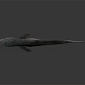 Grey Blue Shark With Streamlined Body In Underwater Marine Environment