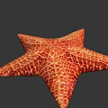 Red Orange Starfish With Detailed Textured Surface On Gray Background