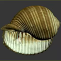 Shellfish Seashell Featuring Yellow And White Stripes In Half Open State On Reflective Surface