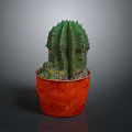 Green Spiky Cactus Plant Growing in Red Pot on Gray Background