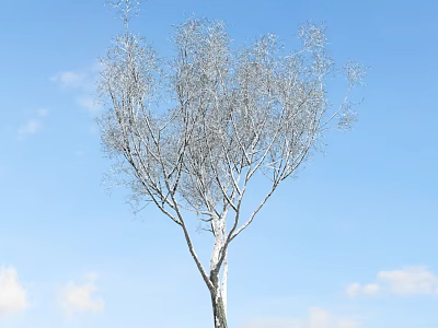 Tall Birch Tree With White Trunk And Bare Branches Against Blue Sky And White Clouds 3d model