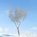 Tall Birch Tree With White Trunk And Bare Branches Against Blue Sky And White Clouds