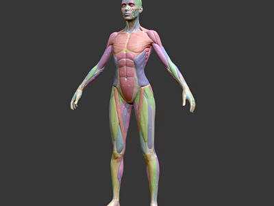 Detailed Human Muscle Anatomy Medical Device For Educational Use With Colorful Layers 3d model