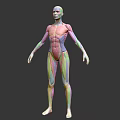 Detailed Human Muscle Anatomy Medical Device For Educational Use With Colorful Layers