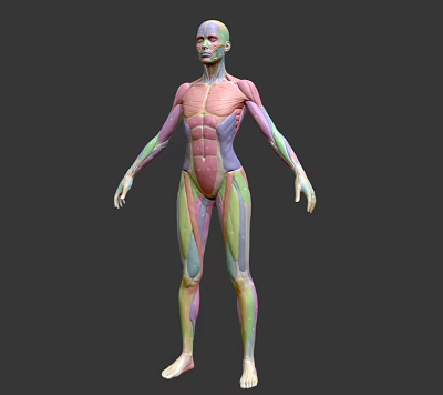 Modern Medical Female Human Body Structure Profile Female Human Body Naked Degree Muscle Human Female Human Body Muscle 3d model