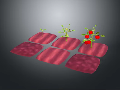 Red Square Planting Mats with Tomato Plants in Different Growth Stages 3d model
