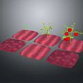 Red Square Planting Mats with Tomato Plants in Different Growth Stages