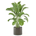 Lush Indoor Potted Plant with Large Green Leaves in Gray Pot