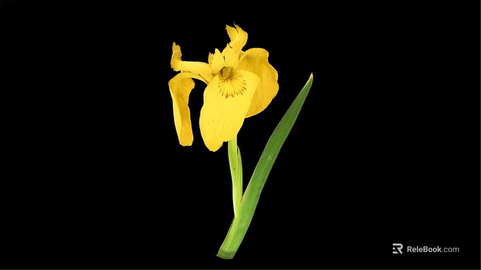 Vibrant Yellow Iris Flower With Fresh Green Leaves Isolated On Black Background 3d model 