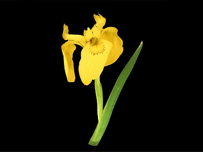 Vibrant Yellow Iris Flower With Fresh Green Leaves Isolated On Black Background 3d model