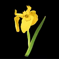 Vibrant Yellow Iris Flower With Fresh Green Leaves Isolated On Black Background
