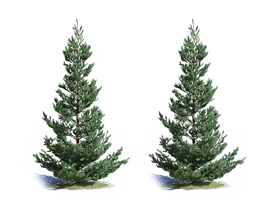 Twin Evergreen Arbor Trees With Lush Green Foliage For Garden Landscape 3d model