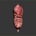 Detailed 3D Anatomical Model of Abdominal Organs With Pink Intestines Orange Liver And Stomach Structures
