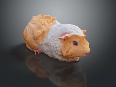 Game Movie Orange White Fluffy Guinea Pig Character Lying On Black Smooth Surface With Reflection 3d model