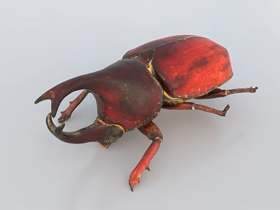 Red Flying Beetle With Large Curved Horn Oval Body And Red Legs Macro View 3d model