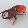 Red Flying Beetle With Large Curved Horn Oval Body And Red Legs Macro View