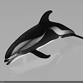 Black And White Dolphin In Leaping Posture With Dark Background Reflection 3d model