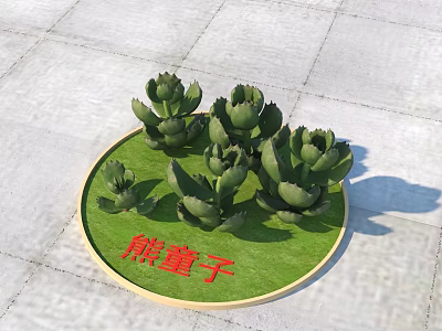 Bear Paw Succulent Plants On Green Circular Lawn Decorative Arrangement 3d model