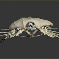 Modern Bone Tortoise Skeleton Tortoise Bone Tortoise Fossil Turtle 3d model