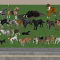 Various Dog Breeds Standing Together On Tiled Floor Indoors