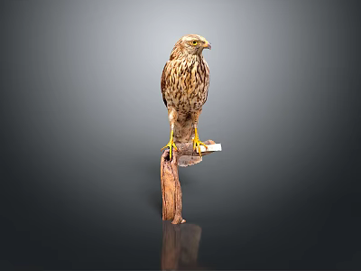 Detailed Brown Hawk Perched On Wooden Perch Against Gray Background 3d model