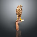 Detailed Brown Hawk Perched On Wooden Perch Against Gray Background