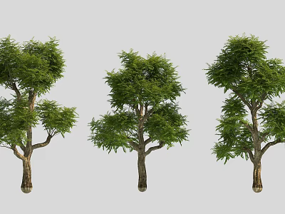 Three Deciduous Trees With Green Leaves And Brown Trunks In Various Shapes 3d model