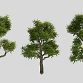 Three Deciduous Trees With Green Leaves And Brown Trunks In Various Shapes