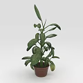 Indoor Green Plant with Long Lush Leaves in Brown Ceramic Pot