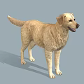 Golden Retriever 3D Model in Standing Pose with Light Yellow Fur and Gray Background