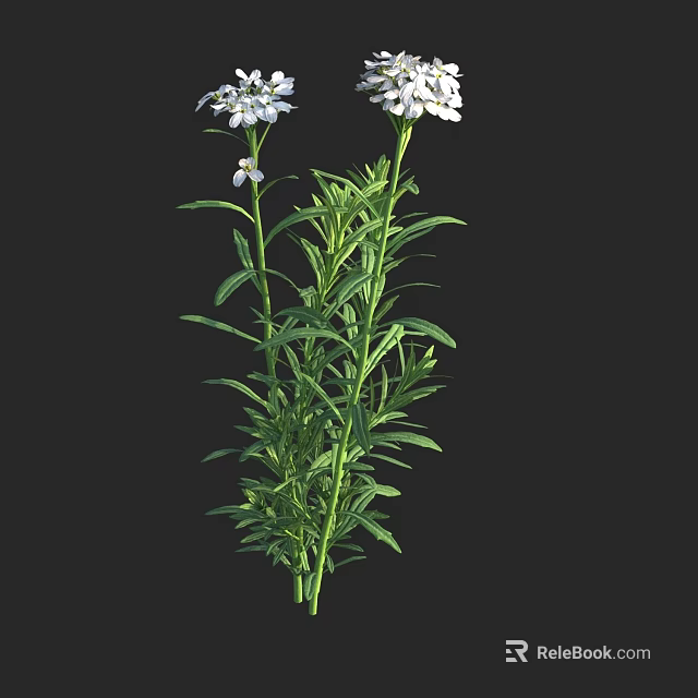 Beautiful White Flowers With Lush Green Leaves And Fresh Stems In Natural Setting 3d model 