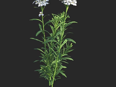 Beautiful White Flowers With Lush Green Leaves And Fresh Stems In Natural Setting 3d model
