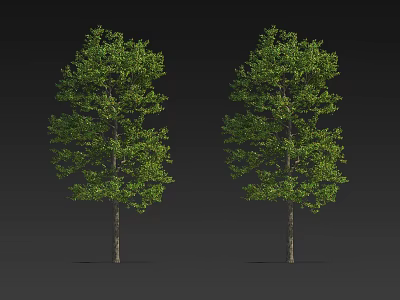 Two Arbor Trees with Lush Green Foliage and Straight Trunks on Gray Background 3d model
