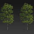 Two Arbor Trees with Lush Green Foliage and Straight Trunks on Gray Background