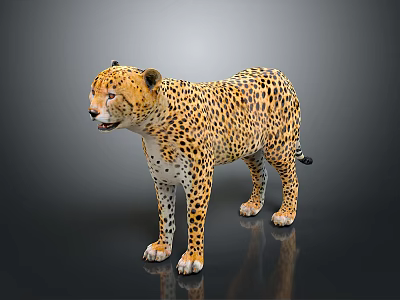 Cheetah Standing On Black Surface With Spotted Coat And Shiny Reflection 3d model
