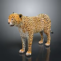 Cheetah Standing On Black Surface With Spotted Coat And Shiny Reflection