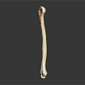 Long Bone Anatomical Model Showing Internal Structure And Red Marrow 3d model