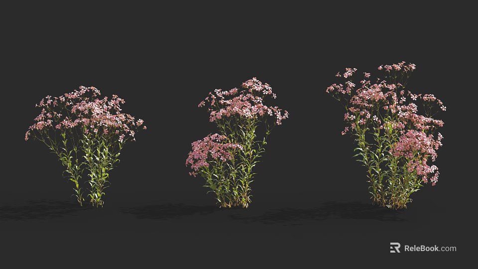 Three Clusters Of Pink Blooming Flowers With Green Stems And Leaves On Black Background 3d model 