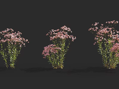 Three Clusters Of Pink Blooming Flowers With Green Stems And Leaves On Black Background 3d model