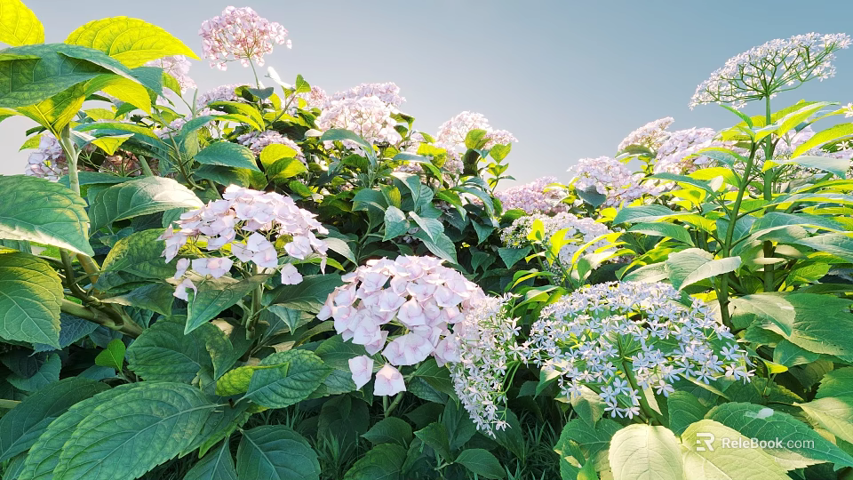 Beautiful Pink White Hydrangea Flowers with Green Leaves Against Blue Sky 3d model 