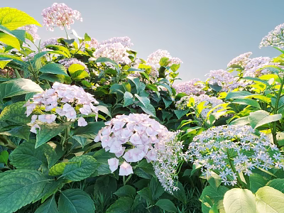 Beautiful Pink White Hydrangea Flowers with Green Leaves Against Blue Sky 3d model