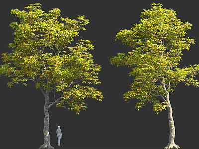 Two Green Leafy Trees With Human Figure For Size Comparison In Natural Scene 3d model