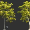 Two Green Leafy Trees With Human Figure For Size Comparison In Natural Scene