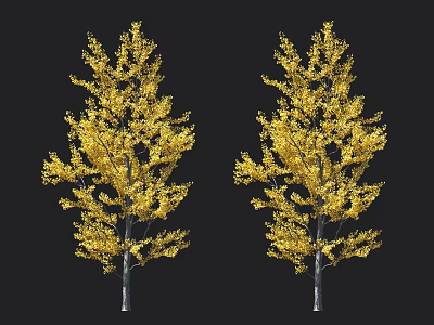 Two Ginkgo Trees With Bright Yellow Leaves And Slender Trunks On Black Backdrop 3d model